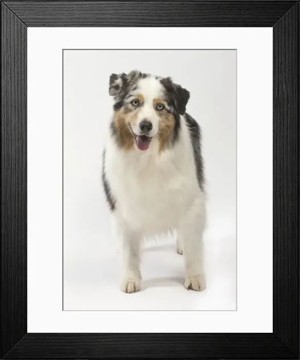 Framed Print : Picture No. 11981290 Framed Print : Picture No. 11981290
