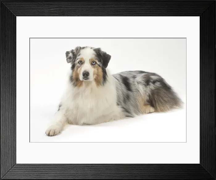 Framed Print : Picture No. 11981291 Framed Print : Picture No. 11981291