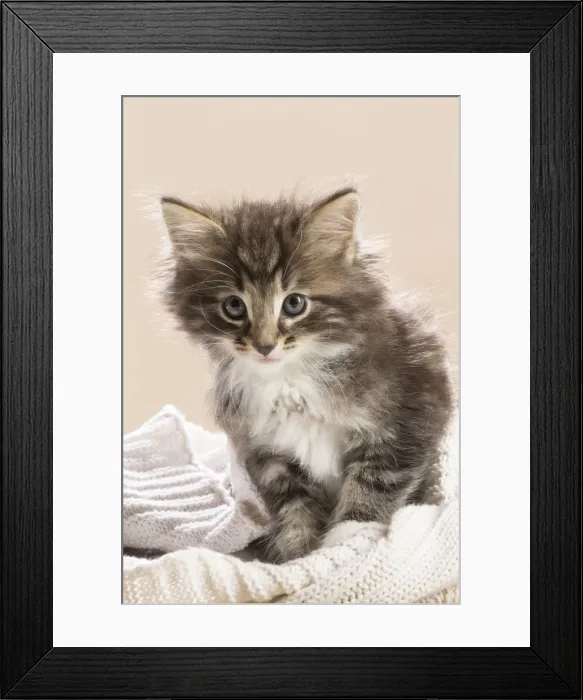 Framed Print : Picture No. 11981295 Framed Print : Picture No. 11981295