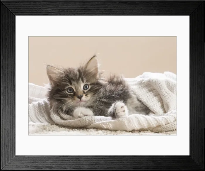 Framed Print : Picture No. 11981297 Framed Print : Picture No. 11981297