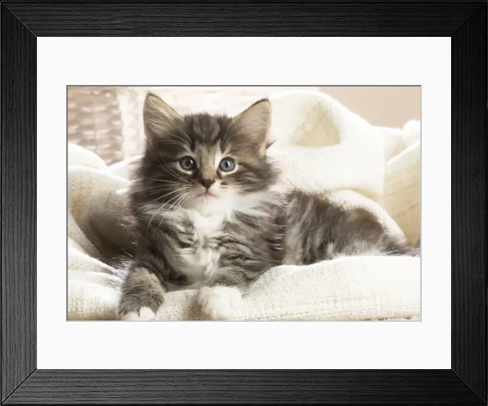 Framed Print : Picture No. 11981298 Framed Print : Picture No. 11981298