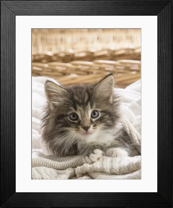 Framed Print : Picture No. 11981300 Framed Print : Picture No. 11981300