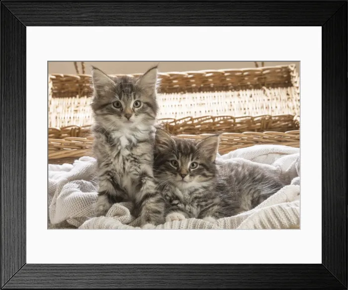 Framed Print : Picture No. 11981303 Framed Print : Picture No. 11981303