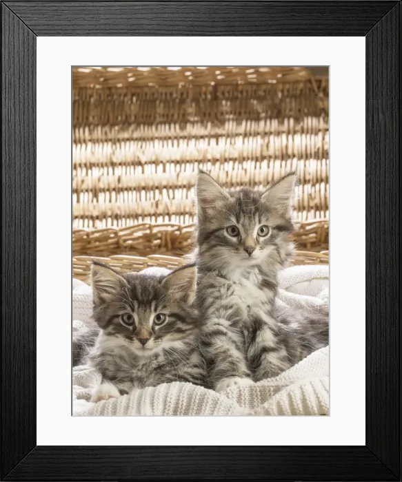Framed Print : Picture No. 11981305 Framed Print : Picture No. 11981305