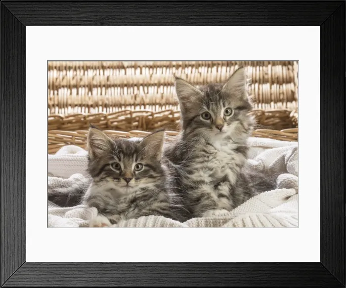 Framed Print : Picture No. 11981306 Framed Print : Picture No. 11981306