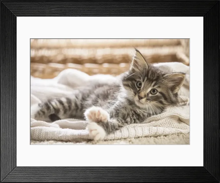 Framed Print : Picture No. 11981307 Framed Print : Picture No. 11981307