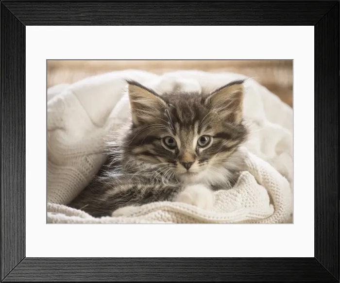 Framed Print : Picture No. 11981308 Framed Print : Picture No. 11981308