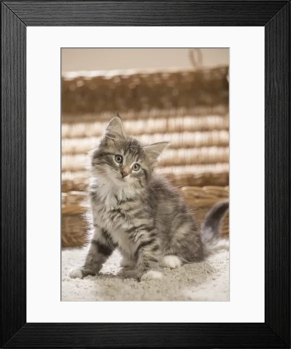 Framed Print : Picture No. 11981310 Framed Print : Picture No. 11981310