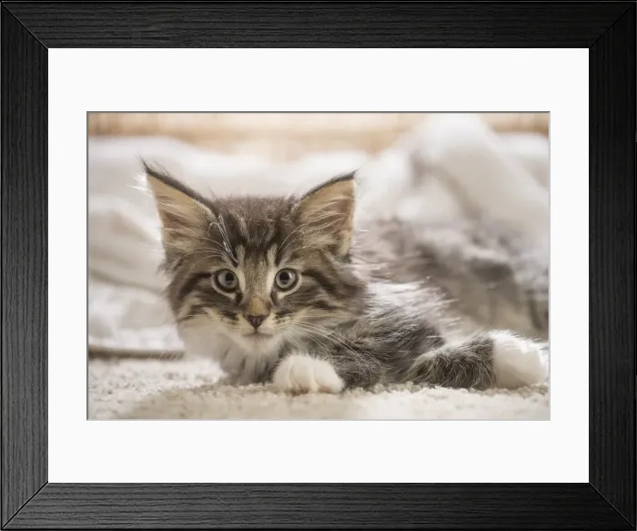 Framed Print : Picture No. 11981311 Framed Print : Picture No. 11981311