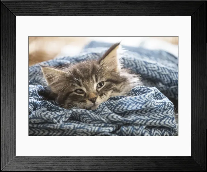 Framed Print : Picture No. 11981312 Framed Print : Picture No. 11981312