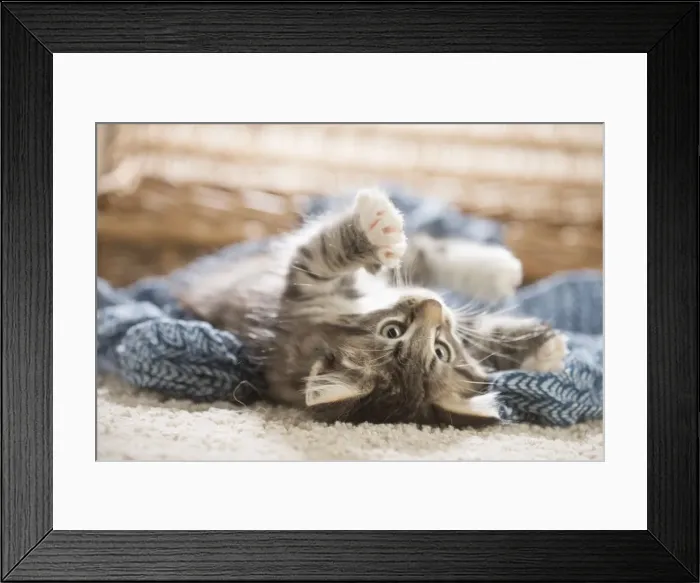 Framed Print : Picture No. 11981316 Framed Print : Picture No. 11981316
