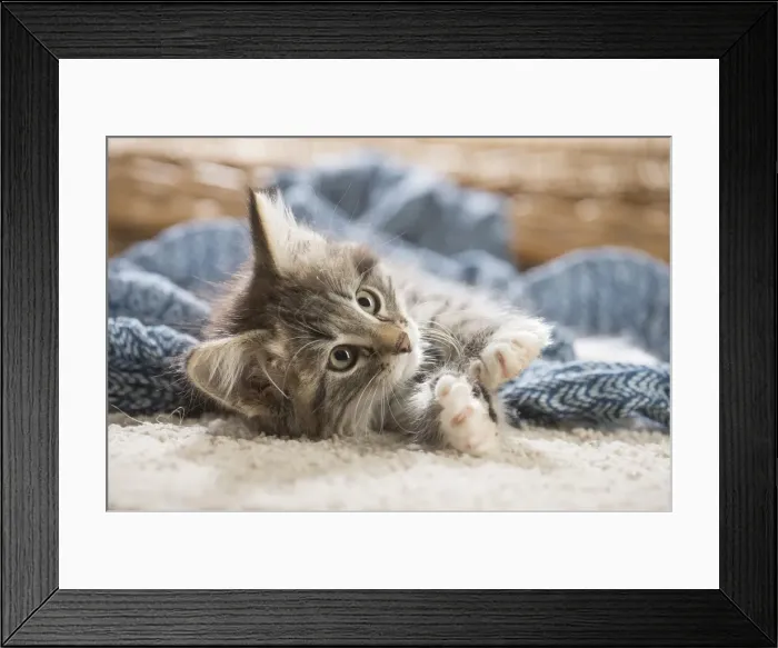 Framed Print : Picture No. 11981317 Framed Print : Picture No. 11981317