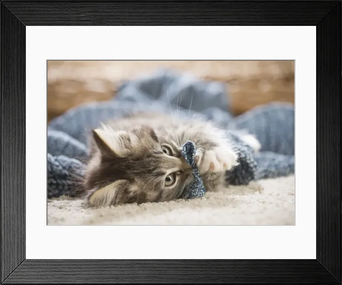Framed Print : Picture No. 11981318 Framed Print : Picture No. 11981318