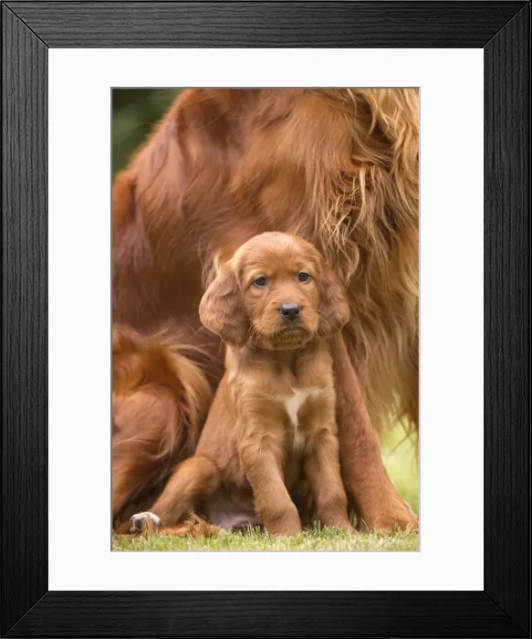Framed Print : Picture No. 11981525