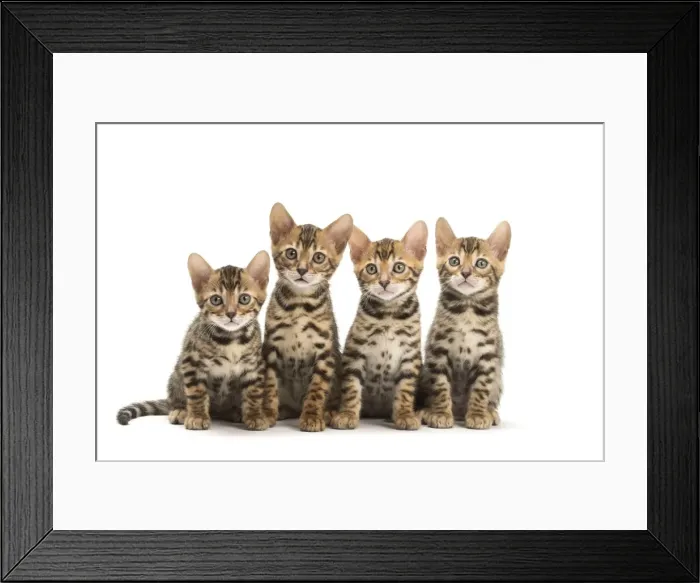Framed Print : Picture No. 11981527 Framed Print : Picture No. 11981527