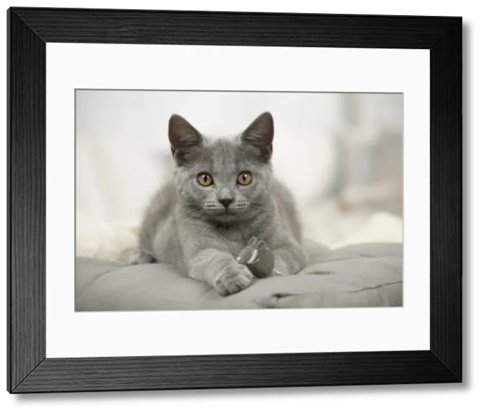 Framed Print : Picture No. 11981528