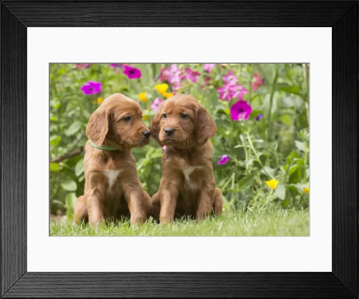 Framed Print : Picture No. 11981529 Framed Print : Picture No. 11981529