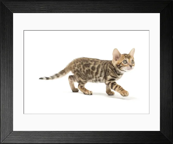 Framed Print : Picture No. 11981533 Framed Print : Picture No. 11981533