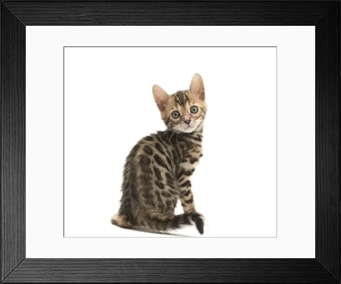 Framed Print : Picture No. 11981535