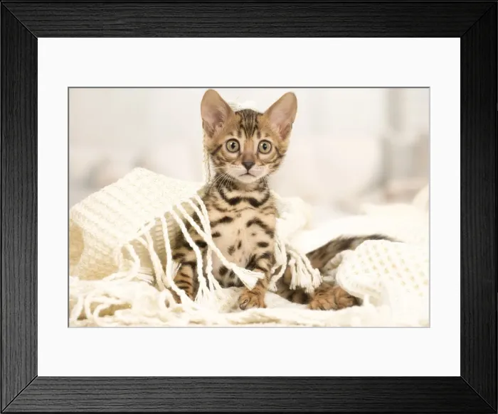 Framed Print : Picture No. 11981540 Framed Print : Picture No. 11981540
