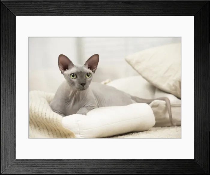 Framed Print : Picture No. 11981541 Framed Print : Picture No. 11981541
