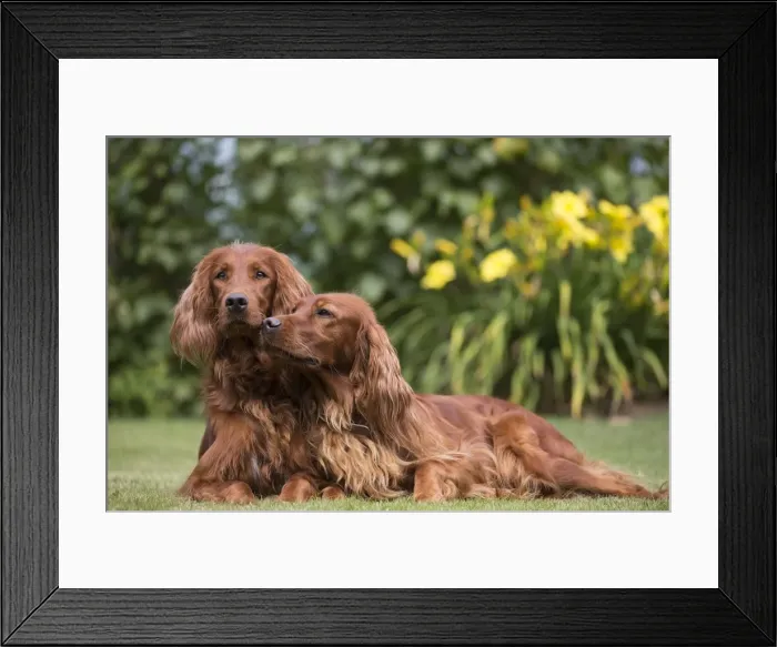 Framed Print : Picture No. 11981542 Framed Print : Picture No. 11981542