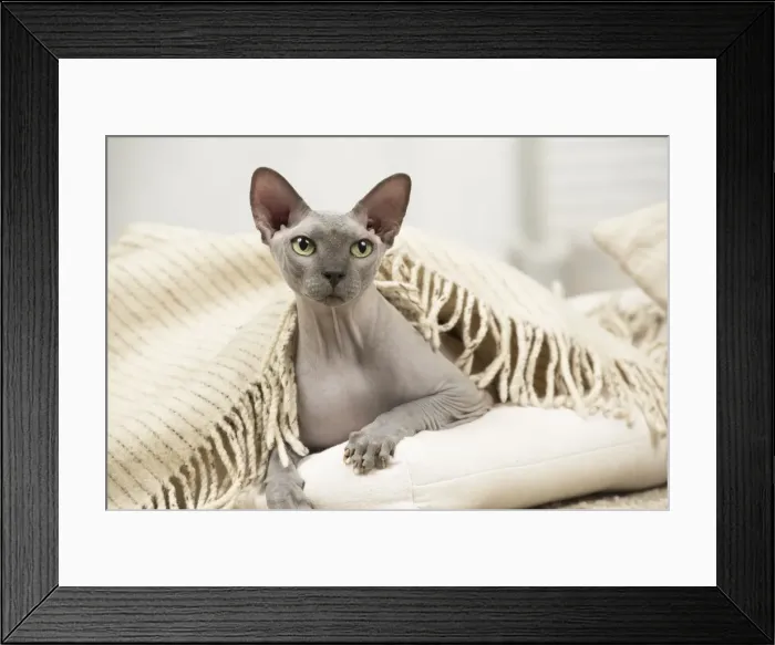 Framed Print : Picture No. 11981543 Framed Print : Picture No. 11981543