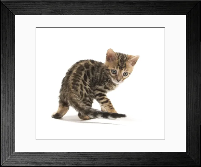 Framed Print : Picture No. 11981546 Framed Print : Picture No. 11981546