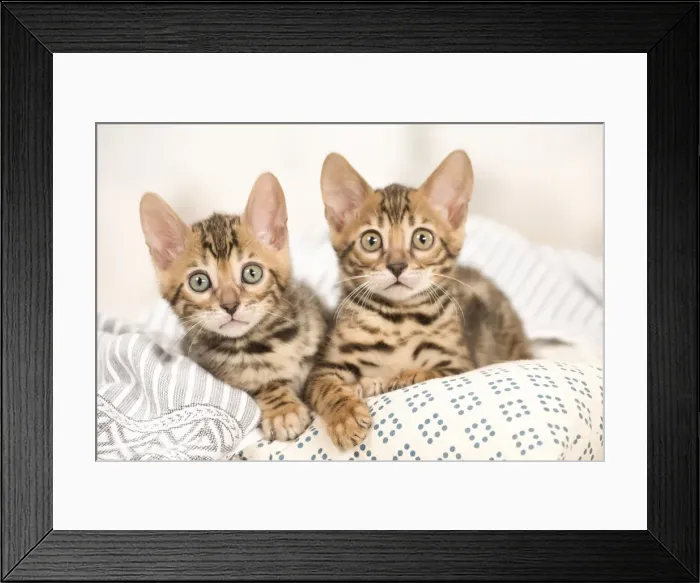 Framed Print : Picture No. 11981547 Framed Print : Picture No. 11981547