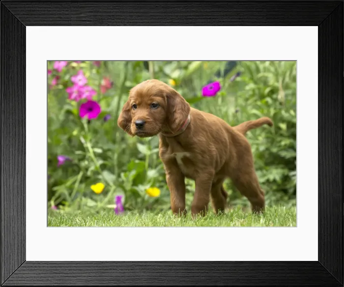 Framed Print : Picture No. 11981549 Framed Print : Picture No. 11981549