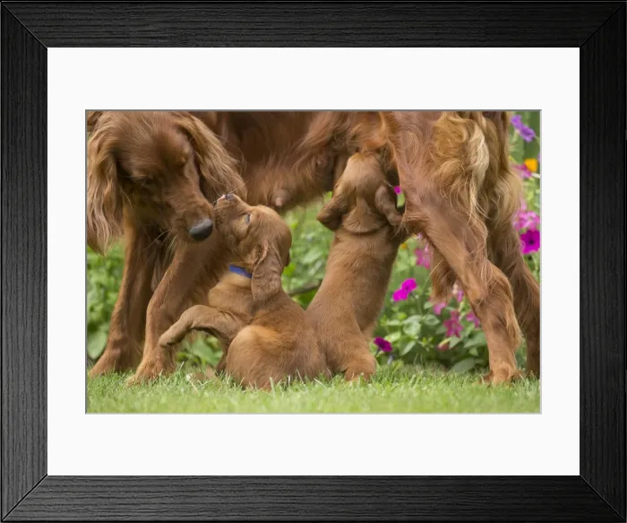 Framed Print : Picture No. 11981551 Framed Print : Picture No. 11981551