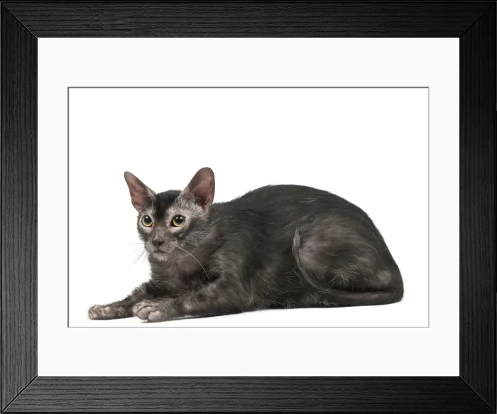 Framed Print : Picture No. 11981552