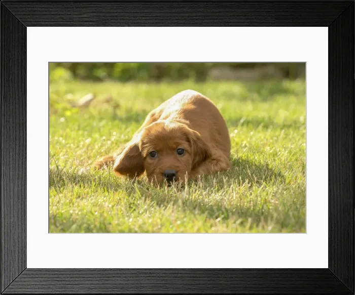 Framed Print : Picture No. 11981558 Framed Print : Picture No. 11981558