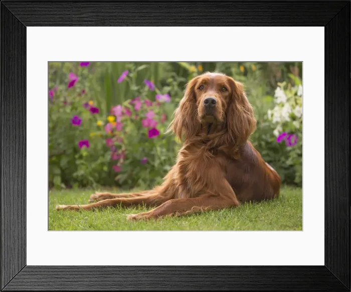 Framed Print : Picture No. 11981560 Framed Print : Picture No. 11981560