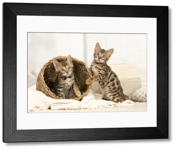 Framed Print : Picture No. 11981561