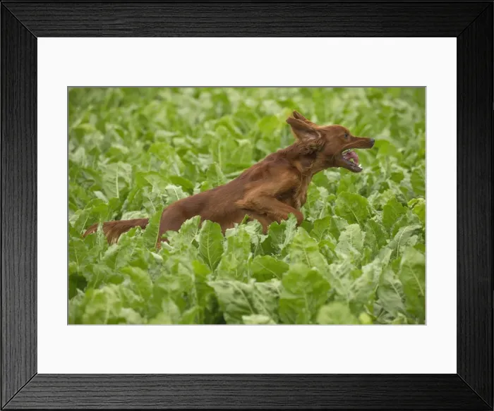 Framed Print : Picture No. 11981563 Framed Print : Picture No. 11981563