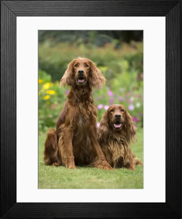 Framed Print : Picture No. 11981565 Framed Print : Picture No. 11981565