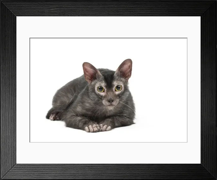 Framed Print : Picture No. 11981567 Framed Print : Picture No. 11981567