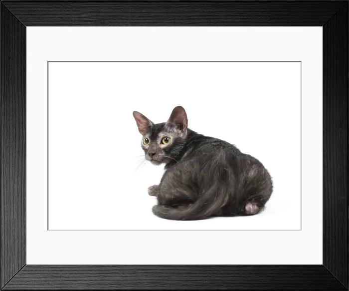 Framed Print : Picture No. 11981569