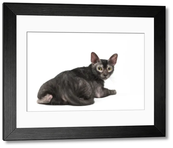 Framed Print : Picture No. 11981570 Framed Print : Picture No. 11981570