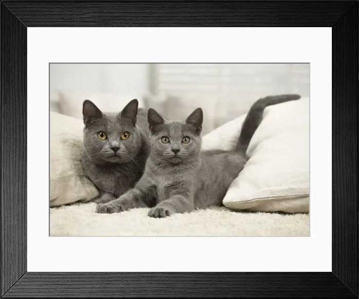 Framed Print : Picture No. 11981577 Framed Print : Picture No. 11981577