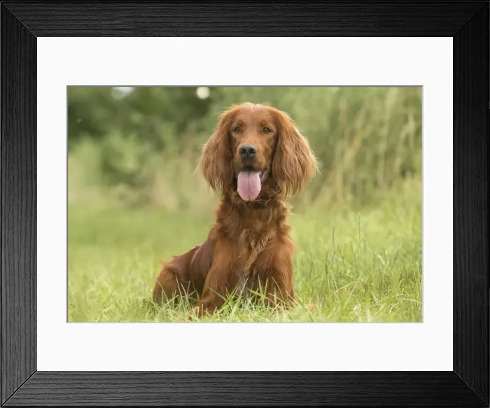 Framed Print : Picture No. 11981578 Framed Print : Picture No. 11981578