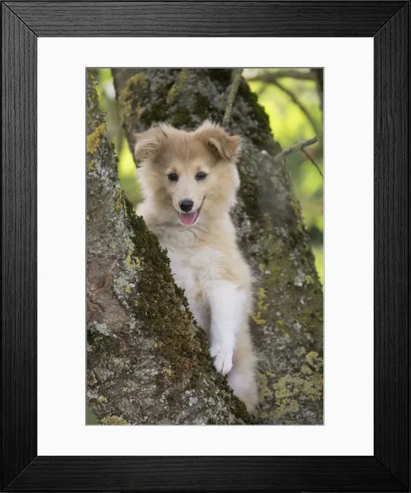 Framed Print : Picture No. 11981580 Framed Print : Picture No. 11981580