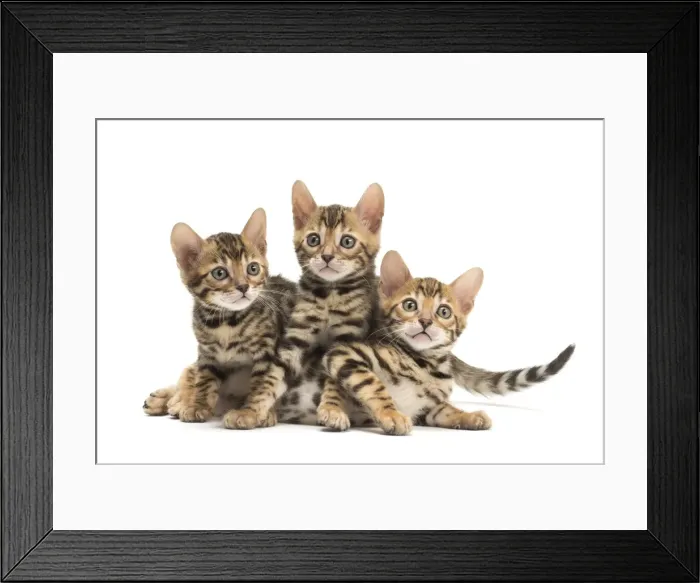 Framed Print : Picture No. 11981586