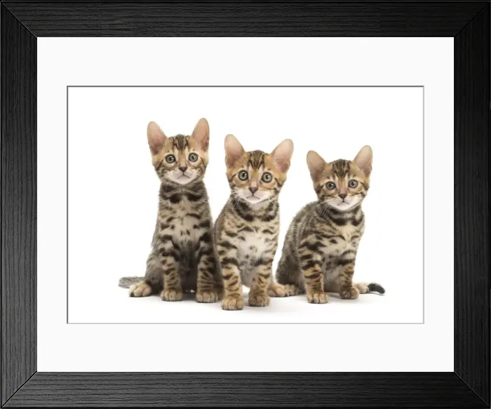 Framed Print : Picture No. 11981587