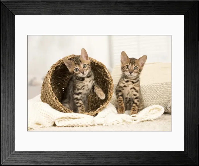 Framed Print : Picture No. 11981588