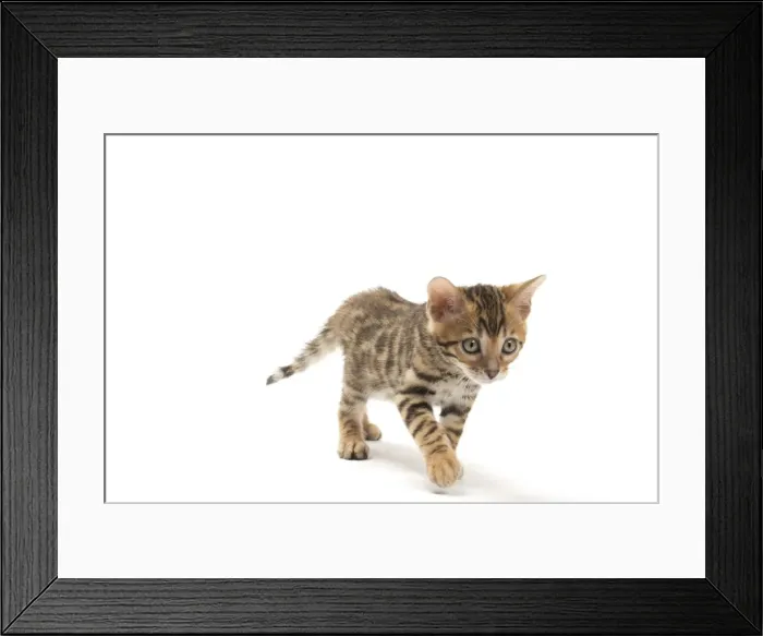 Framed Print : Picture No. 11981591 Framed Print : Picture No. 11981591