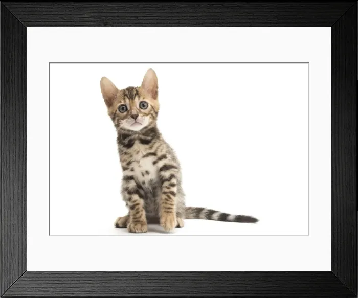 Framed Print : Picture No. 11981592