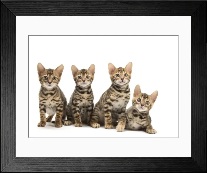 Framed Print : Picture No. 11981594