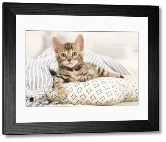 Framed Print : Picture No. 11981596 Framed Print : Picture No. 11981596